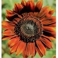 thumbnail image 2 of Velvet Queen Sunflower Seeds/ Annual/ Full Sun/ 12K Seeds 1lb/ Zellajake Farm and Garden - B41, 2 of 5