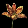thumbnail image 2 of Vision Studio 26x26 Gold Ornate Wood Framed with Double Matting Museum Art Print Titled - Natural Beauty on Black II, 2 of 4