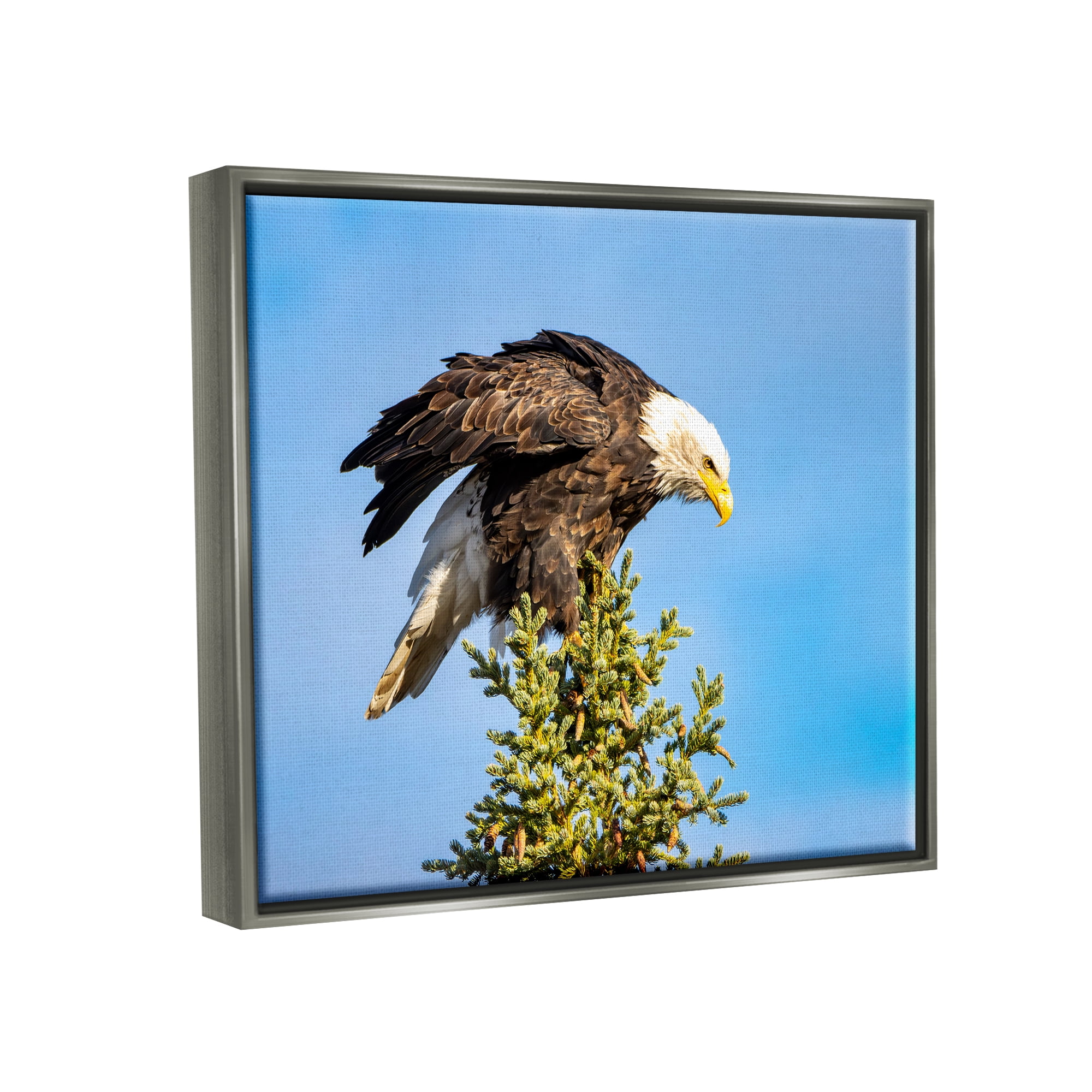 Stupell Industries Perched Eagle Photography Animals & Insects Photography Gray Floater Framed Canvas Art Print Wall Art, 31 x 25
