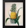 thumbnail image 2 of Hooker, William 19x24 Black Modern Framed Museum Art Print Titled - The Queen Pineapple, 2 of 5
