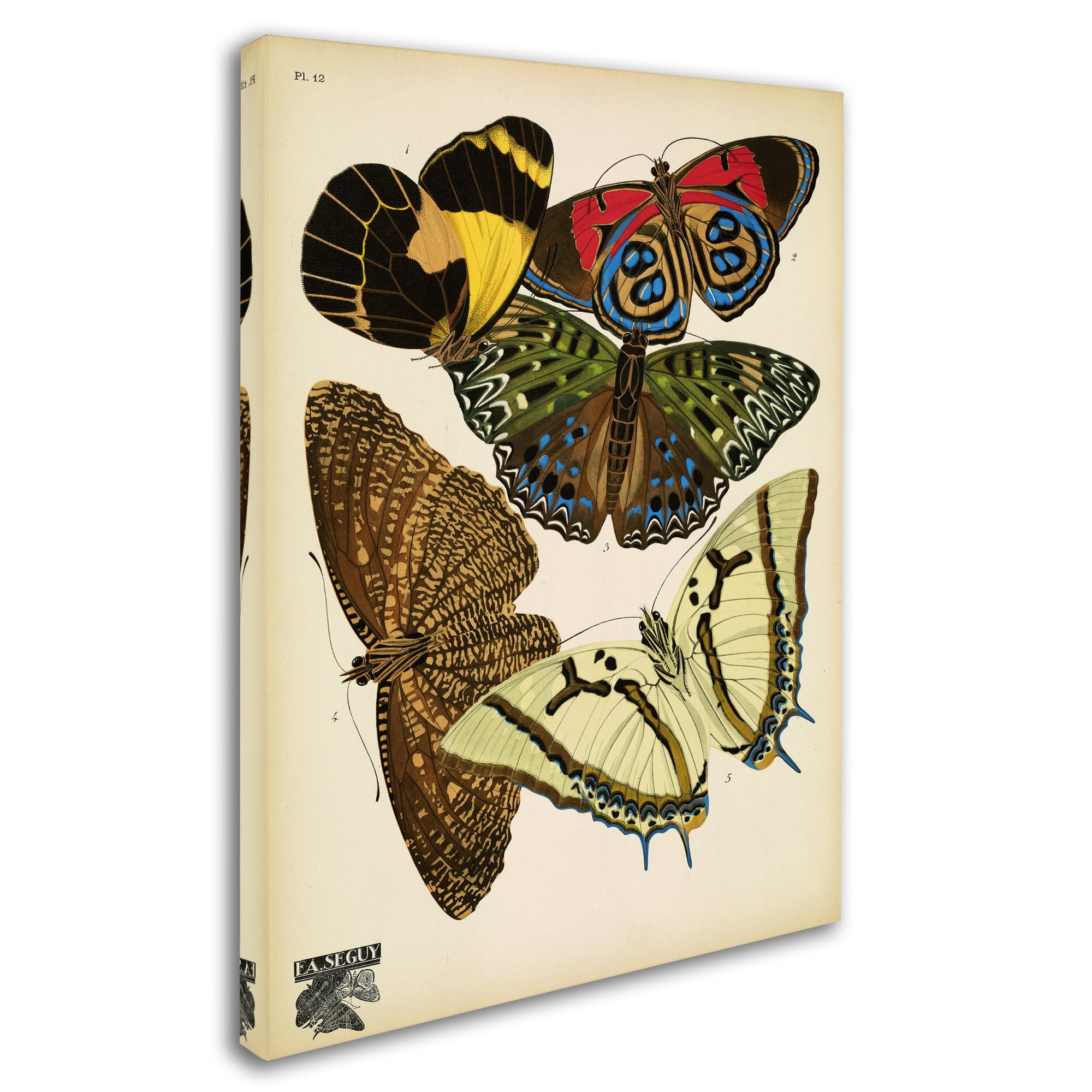 Trademark Fine Art 'Papillons 12' Canvas Art by Vintage Apple Collection