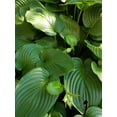 thumbnail image 5 of Expert Gardener 1QT Hosta Green Perennial Live Plants, 5 of 6