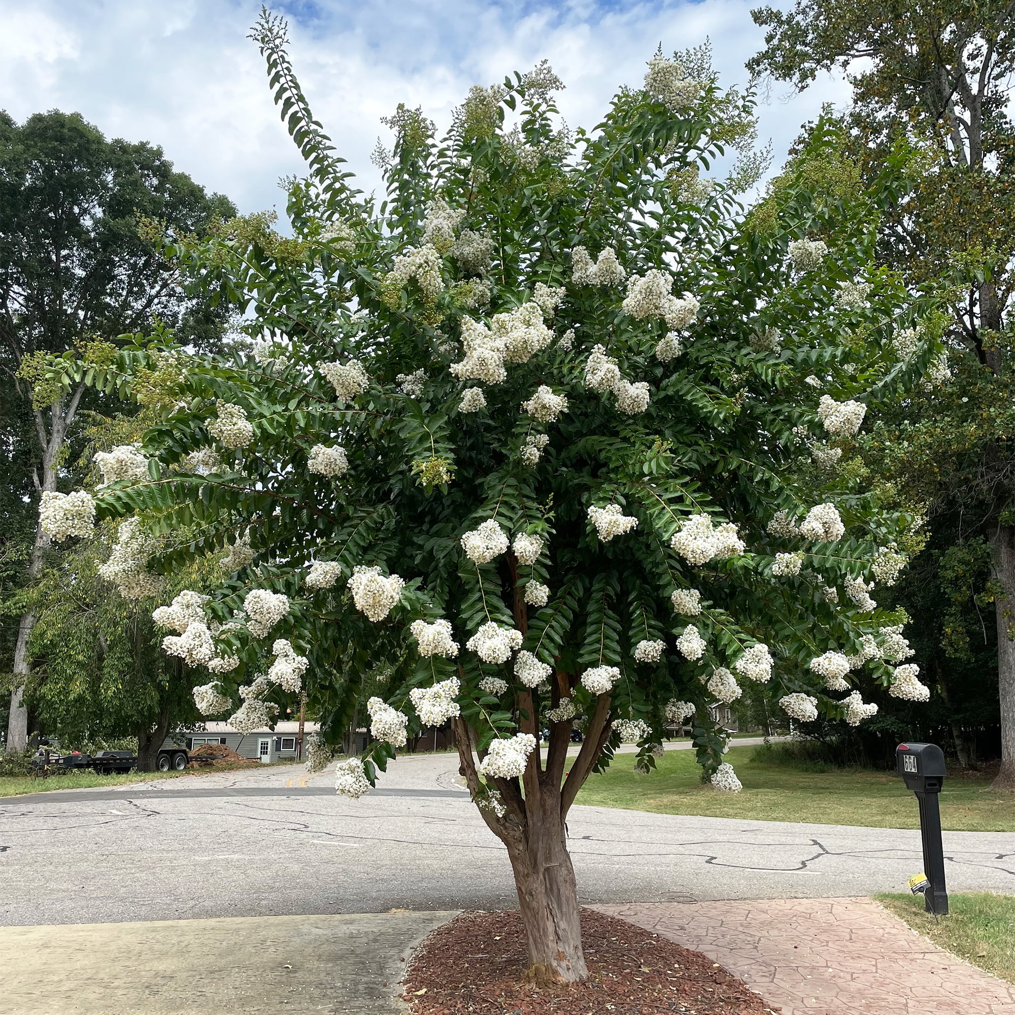 Expert Gardener Natchez Crape Myrtle Live Tree in 2.25-Gallon Grower Pot