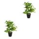 thumbnail image 2 of Inteprter Planta en maceta de tortuga ecológica, plantas artificiales de bajo mantenimiento para decoración de balcón, sala de estar JH5473 JH5473 2Conjunto, 2 of 6