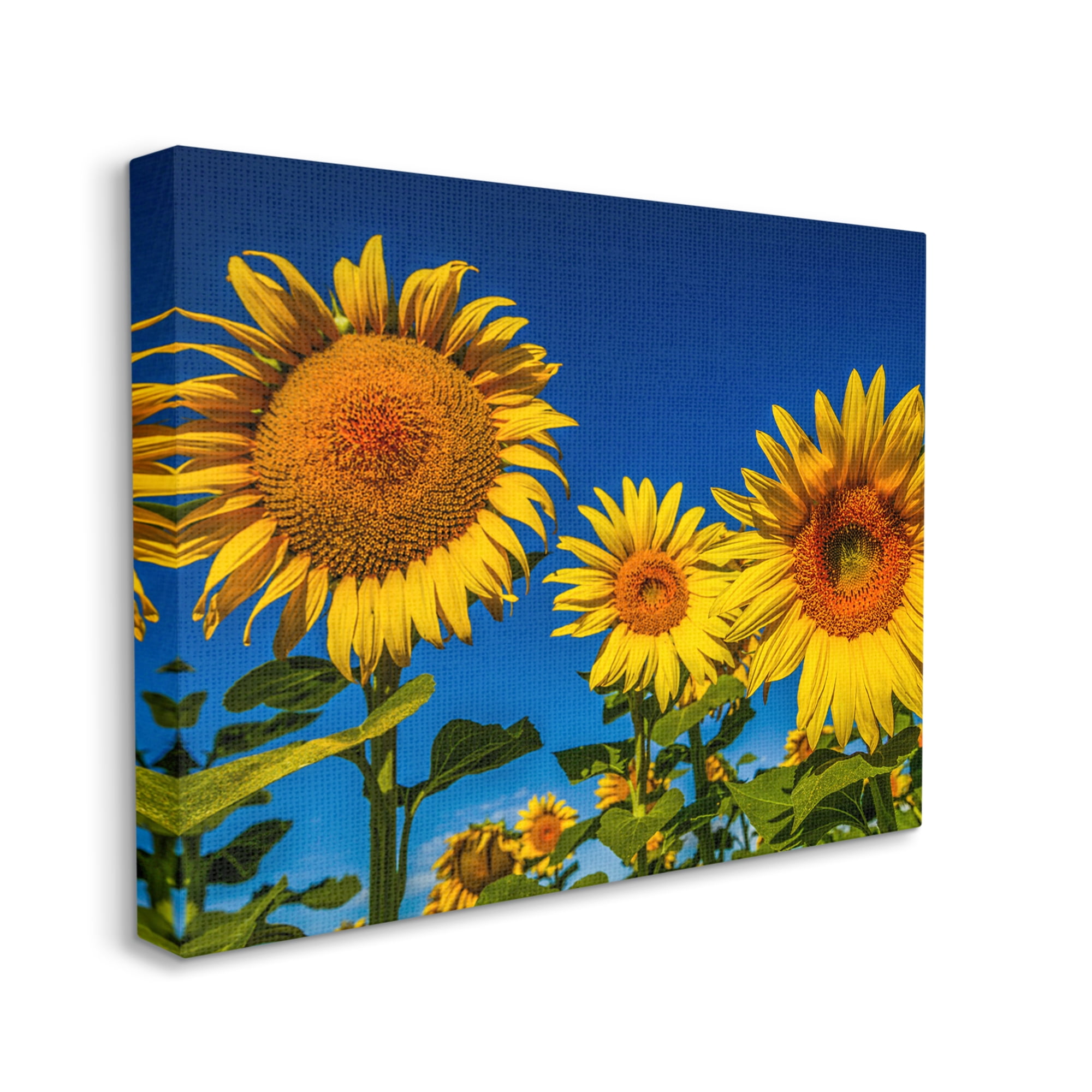 Stupell Industries Bold Sunflower Plants Against Clear Sunny Sky Photograph Gallery Wrapped Canvas Print Wall Art, Design by Steve Smith