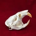 thumbnail image 3 of Taxidermia, calavera de animal real, rata almizclera, CLLOEAT para educación, 3 of 6