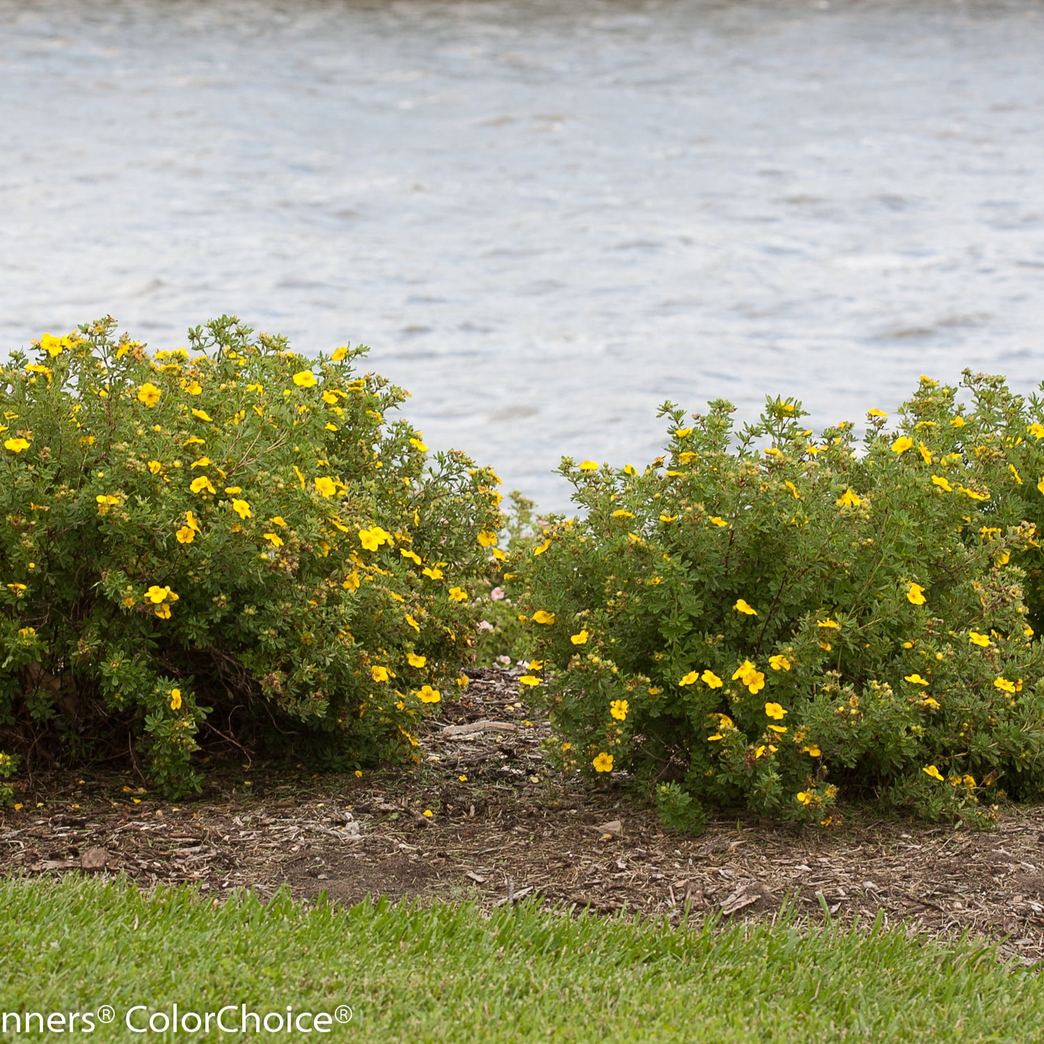 Proven Winners ColorChoice 5" Happy Face Yellow Potentilla Live Plant in 4.5" Pot (4 Count)