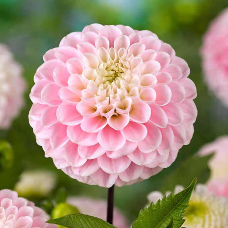 40 Seeds - of Oz Dahlia Seeds - Pollinator Friendly - - Heirloom Flower Seeds - Mix Seeds to Plant