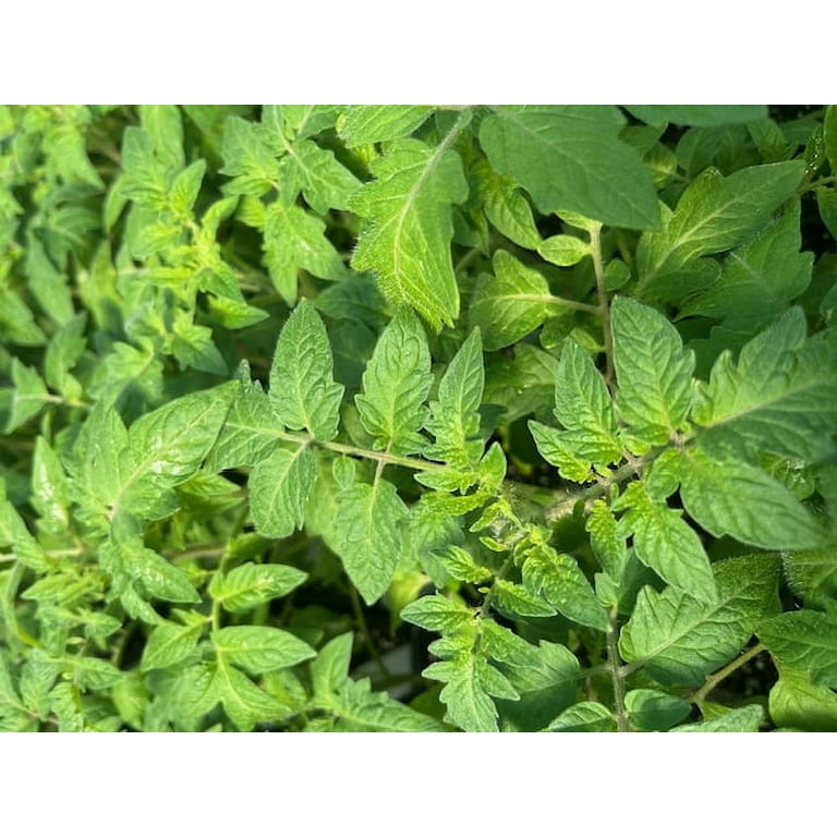 Creole Tomato Plant - Louisiana Heirloom - Some Like It Hot - 4" Pot