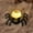 Orange, variant on YingYouFu Halloween Eye Light Spider Back LED Pumpkin Light, Electronic Candle for Party Mood Decoration, Spider Night Light