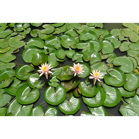 Canvas Print Peach Glow Flower Nymphaea Colorado Water Lily Stretched Canvas 10 x