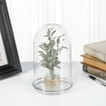 thumbnail image 2 of Plymor 4.5" x 8" Glass Display Dome Cloche with Silver Rim (Silver Rim Glass Tray Base), Pack of 6, 2 of 2