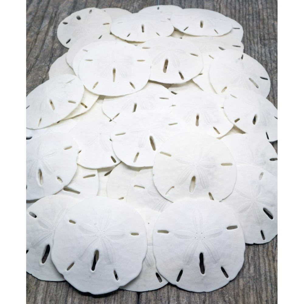 Sand Dollar Real Sand Dollars 2 2 14 Set Of 50 Sand Dollar