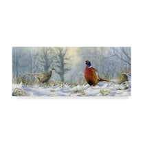 Trademark Fine Art 'Pheasants' Canvas Art by Nigel Artingstall