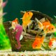 thumbnail image 4 of unbranded 2Ud Adorno Para Acuario Con Detalles Exquisitos Y Material, 4 of 6
