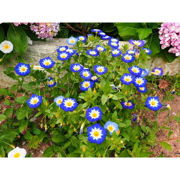 40 Dwarf BLUE FLASH MORNING GLORY Convolvulus Tricolor Violet Blue White & Yellow Flower Vine Seeds