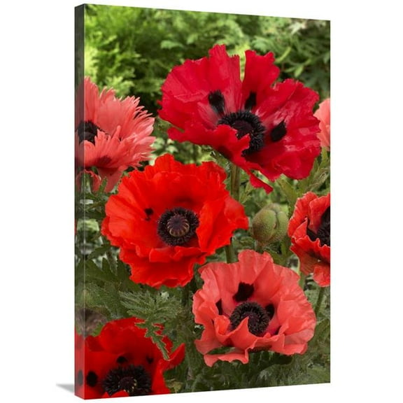 24 x 36 in. Oriental Poppy Flowers Art Print - Visionspictures