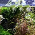 thumbnail image 4 of UPOUART 18Pcs Plastic Aquarium Floating Plants Light Green Artificial Duckweed for Tank Decor, 4 of 8