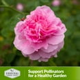 thumbnail image 5 of 5 Packs Chabaud Mix Carnation Seed - Dianthus Caryophyllus - Non-GMO Heirloom Perennial Full Sun, 5 of 5