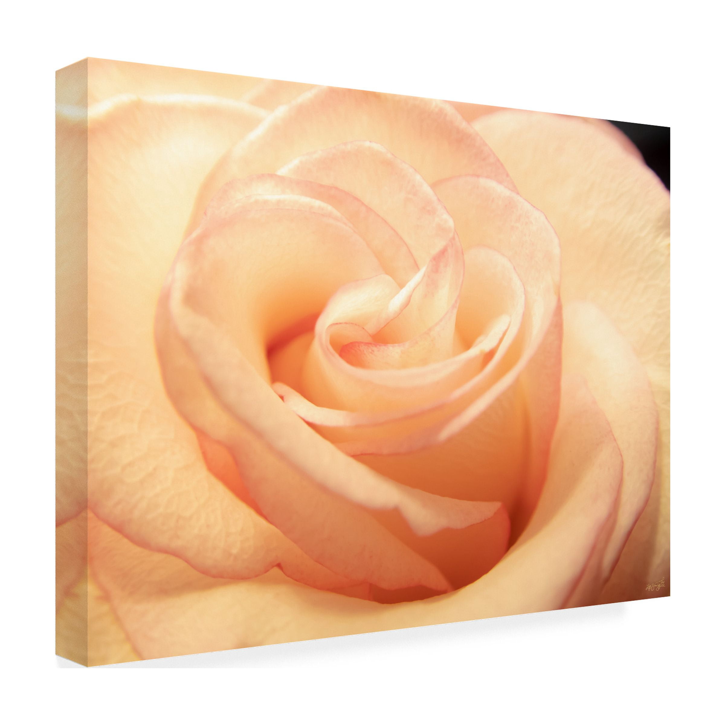 Canvas Wall Art - Life BeautifuLEE 'Peach Lined Rose' Wall Art for Living Room, Bedroom, or Office DÃ©cor by Trademark Fine Art - 19 x 14 Inches