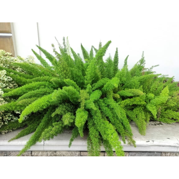 10 * Seeds EMERALD ASPARAGUS FERN A. Densiflorus Mazeppa Houseplant Flower Seeds