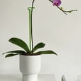 thumbnail image 3 of Pot Stand Forme Plante Anti-Rouille Durable Anti-Déformée Longue Durée Larges Applications Réutilisables Plante Escalade Robuste Plante Supports Piquets pour Amaryllis, 3 of 8
