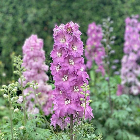 Direct Gardening Mini Pinks Delphinium Potted Pink Flowering Perennial Starter Plant Grown in a 4 Inch Pot, 1 Per Offer