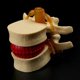 thumbnail image 4 of 2X Lumbar Vertebrae Model Anatomical Spine Lumbar Disc Herniation Anatomy Teaching Tool Lumbar Vertebrae Model, 4 of 5