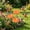 Orange, variant on Ceramic Flower Butterfly Water Feeder Decorative Outdoor Garden Pollinator Water Station for Yard Butterflies Insects,Blue