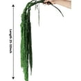 thumbnail image 2 of Wisteria Vine Hanging Flowers: 5Pcs Real Preserved Dried Amaranthus Flowers for Wedding, Flower Arrangement, Vase, 23"-26" Hanging Wisteria Flowers for Arch Decor Home Decor (Green), 2 of 7