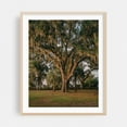 thumbnail image 2 of Oak Trees at Alpine Groves Park 02 - Fruit Cove Florida Photography Nature Landscape Rustic Woodland Unframed Wall Art Print 20 x 24 inches, 2 of 13