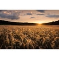 thumbnail image 3 of Lindsten, Christian 18x13 Black Modern Framed Museum Art Print Titled - Fields Of Gold, 3 of 5