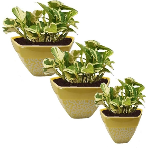 India Meets India Ceramic Flower Pot Planter Indoor Outdoor Planter Handicraft by Awarded Indian Artisan (Yellow, Set of 3)