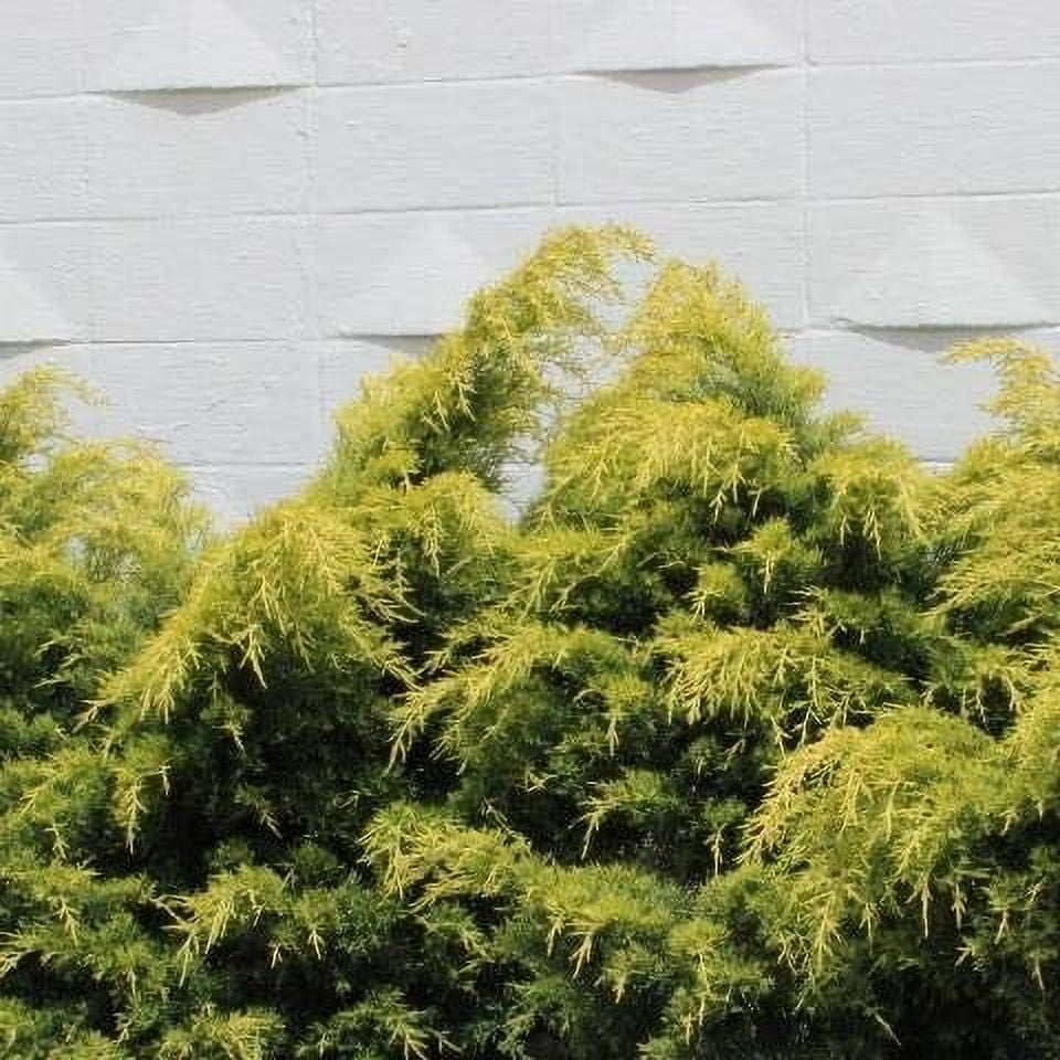 Saybrook Gold Juniper - 30 Live Plants - Juniperus Chinensis - Hardy Evergreen Ground Cover
