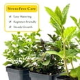 thumbnail image 4 of 1 Mint Herb Trio: Live Aromatic Culinary Herbs in 3.5" Cubes | Garden-Ready Spearmint, Peppermint & Strawberry Mint Plants for Fresh Flavorful Tea, Cooking, Containers & Home Gardens, 4 of 7
