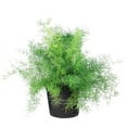thumbnail image 5 of Expert Gardener 1 Pint Partial Sun Green Asparagus Fern Annual Live Plants, 5 of 5
