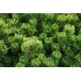thumbnail image 6 of Pumilio Swiss Mountain Pine-Dwarf Evergreen-Ideal for Rock Gardens  3 Gallon, 6 of 22