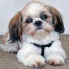 thumbnail image 1 of Cuadros Decorativos 5D Lovely Dog Kit Full Square Drill Rhinestone DIY Art Diamond Painting Ornament Likrtyny embutido en tela, 1 of 9