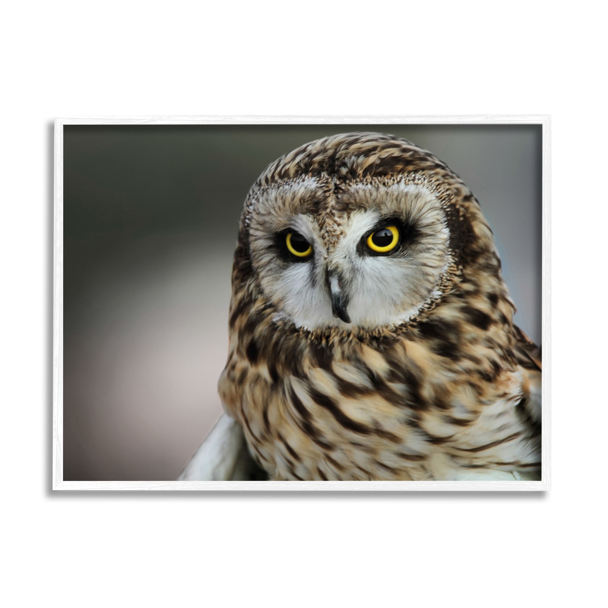 Stupell Industries Fierce Hunting Owl Modern Bokeh Photography Effect ,14 x 11, Design by Daniel Sproul