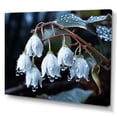 thumbnail image 2 of Designart "Winter Snowdrop Photographic Charm" Snowdrops Canvas Wall Art, 2 of 7
