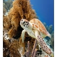 thumbnail image 3 of Turtle Duvet Cover Set, Coral Reef and Sea Turtle Close up Photo Bonaire Island Waters Maritime, Decorative 2 Piece Bedding Set with 1 Pillow Shams, Twin Size, Pale Coffee Brown Blue, by Ambesonne, 3 of 3