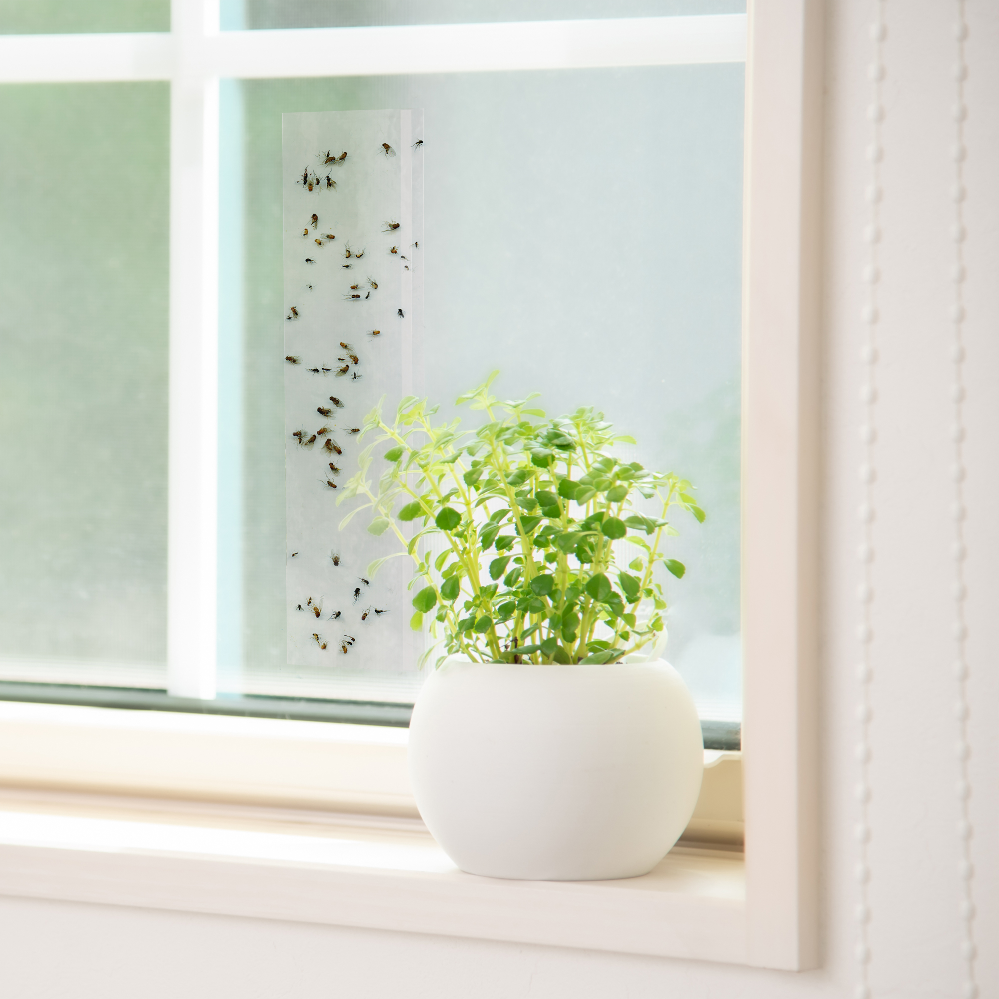 BLACK + DECKER Window Fly Traps | Sticky Glue Paper Window Decals for Flies, Gnats, Moths, Mosquitoes & Other Insect Control | Pre-Baited & Odorless | 16 Pack