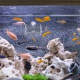 thumbnail image 2 of Fish Tank Planter Cup Aquarium Planter Creative Acrylic Planter Clear Design Fish Tank Planter, 2 of 8