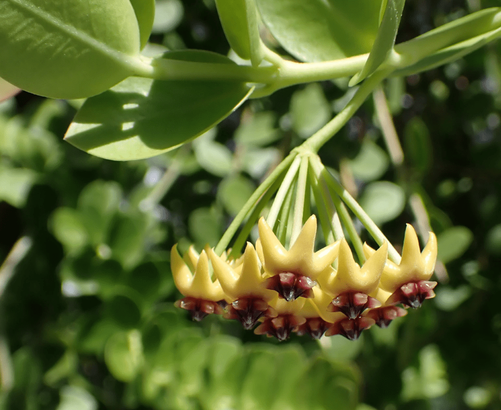 Hoya Cunninghamia Rooted Cuttings Plant Live Indoor Outdoor, Fully Rooted Live Plant