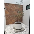 thumbnail image 2 of MACETA CAMELIA 80, 2 of 6