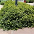 thumbnail image 6 of Wax Myrtle Don's Dwarf I 10 Live Plants I Myrica Cerifera  Compact Evergreen Shrub with Aromatic Foliage, Ideal for Small Spaces, Hedges, & Landscape Accents, 6 of 8