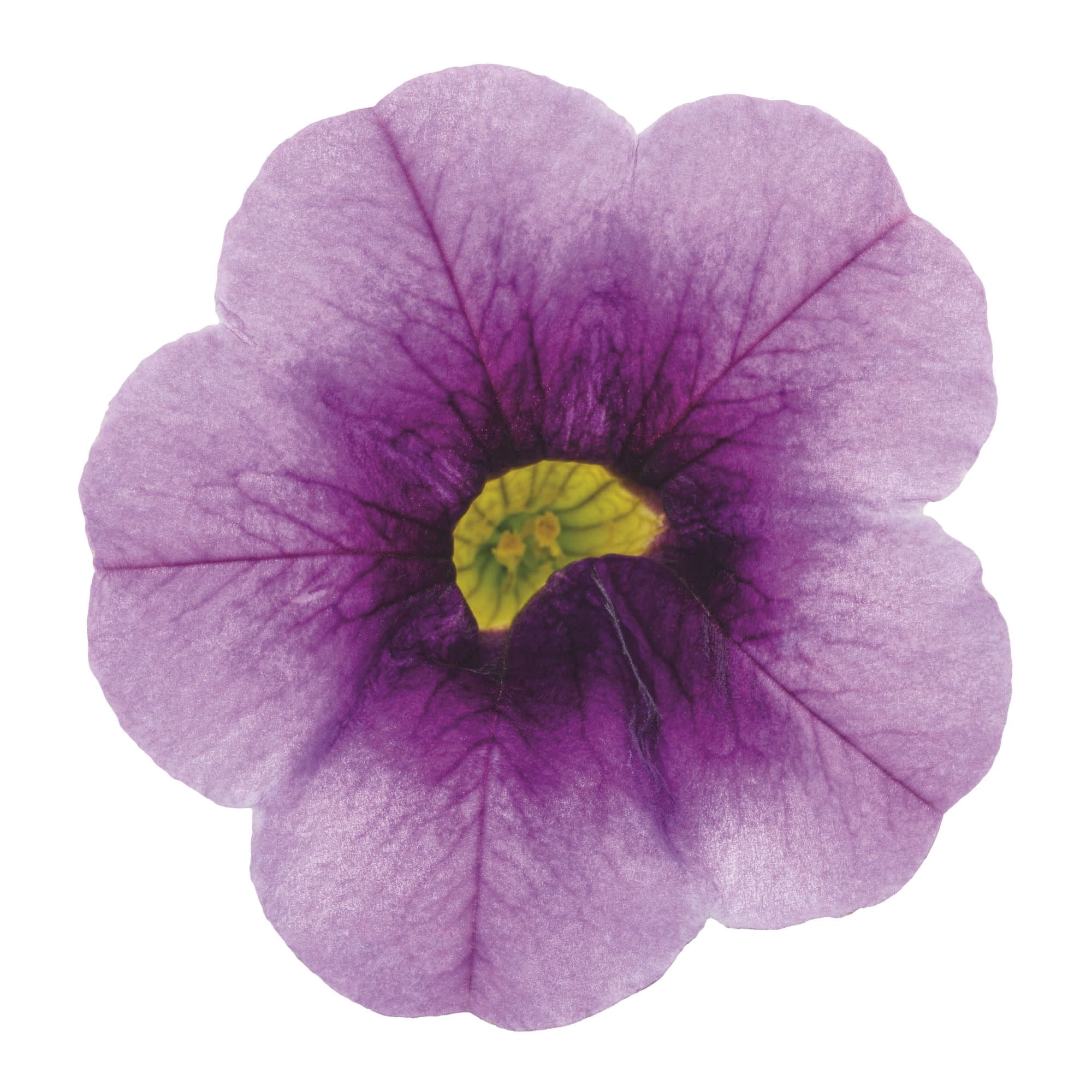 Proven Winners 4" Purple Superbells Blue Moon Punch Calibrachoa Live Plant in 4.25" Pot (4 Count)