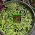 thumbnail image 3 of LOVEVER  Aquariums Floating Plant Rings Aquaponic Decorations Square Round Floating Plant Holder Keep Floating Plant in Place, 3 of 13