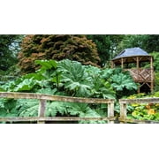 10 GUNNERA MANICATA 6 Leaves! Giant Rhubarb Dinosaur Plant Moist Shade Red Flower Seeds
