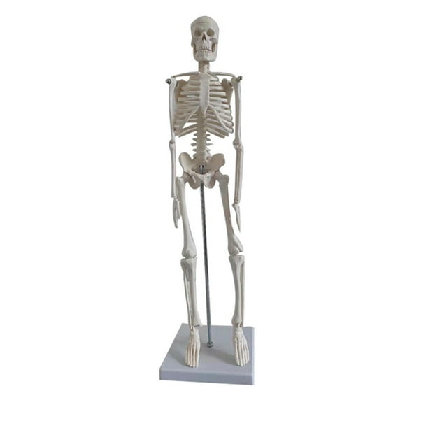 Modelo de esqueleto humano anatómico médico modelo científico modelo de anatomía